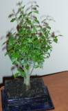 Bonsai, poza 1