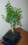 Bonsai, poza 2