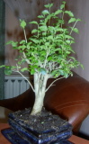 Bonsai, poza 3